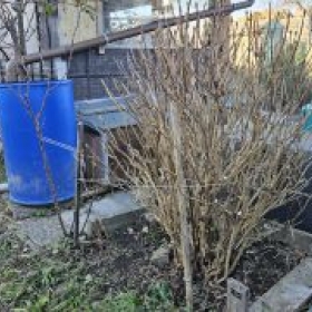 HortensieAusgelichtet 2026-02-26 16.23.
